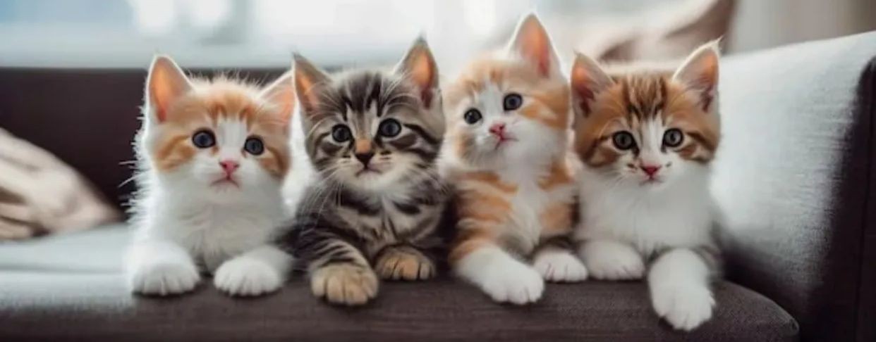 Есения Танц