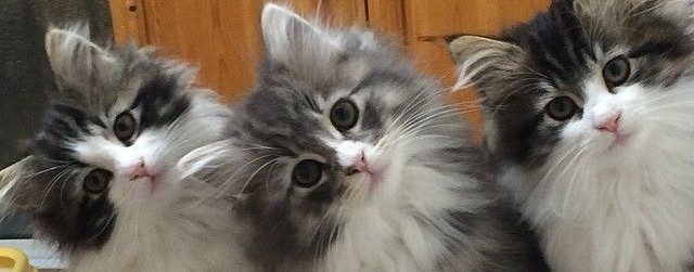 Приколы Котенок