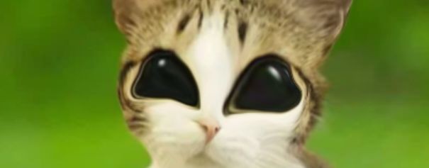 🌲🐾🐱ДИКИЙ MEOWL🐱🐾🌲