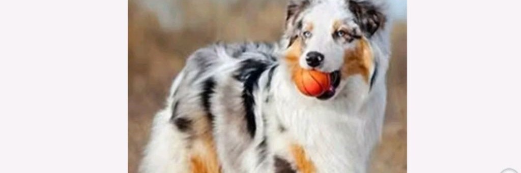 💗АУССЯ ПУСЯ🐾