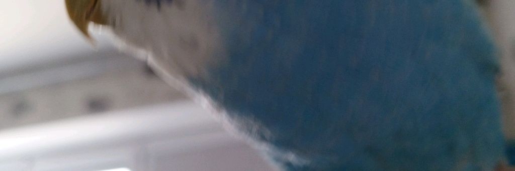 Я теперь никто РБ+Майн=ПОПУГАЙЧИКИ