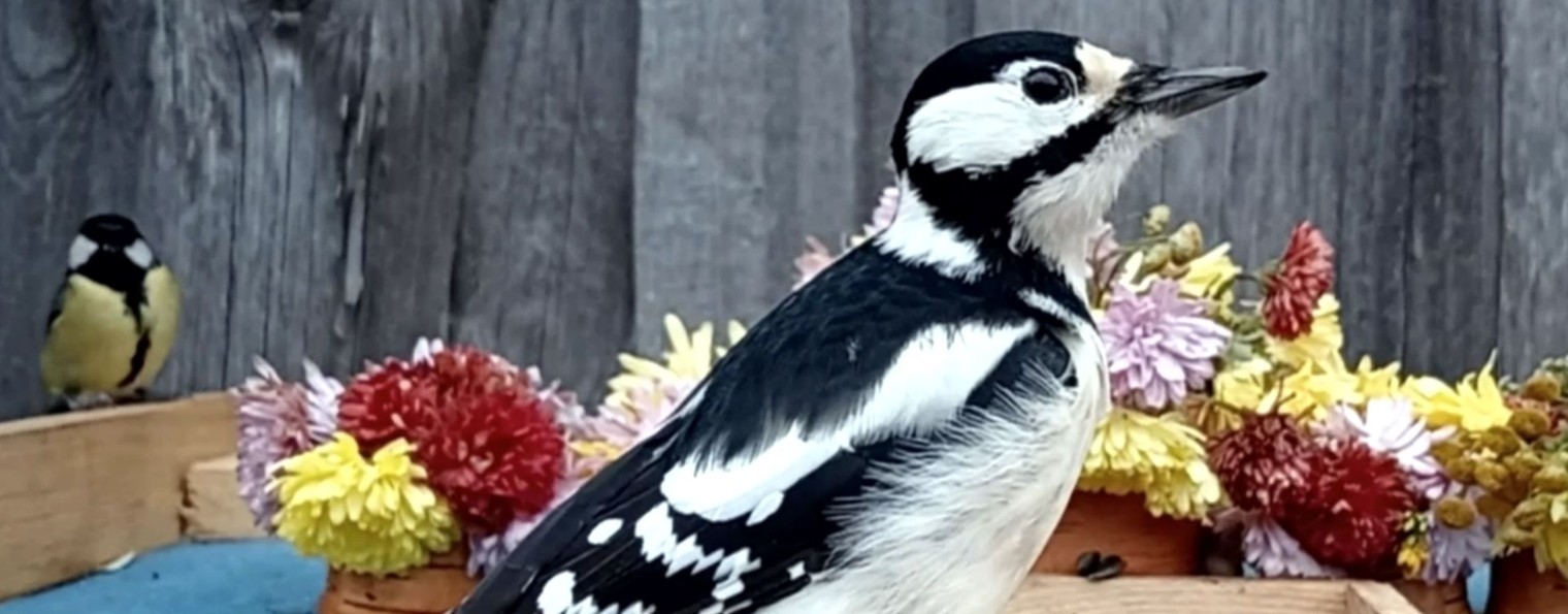 Птицы на кормушке