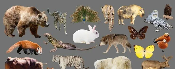 Я люблю всех животных 🐶🐱🐭🐹🐰🦊🐻🐼🐻❄️🐨🐯😅