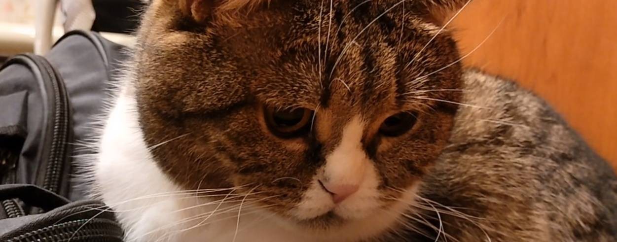 ❤️ Британский кот ❤️