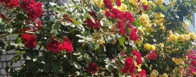 Будни Волгоградки.