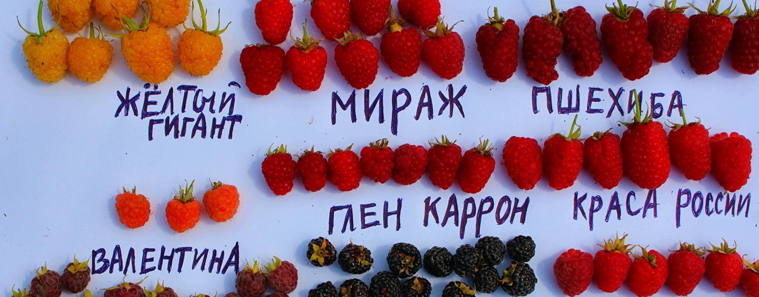 ФЛОКСЫ.МОСКВА