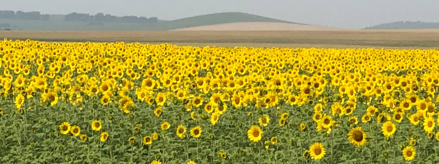 Бархатный сад