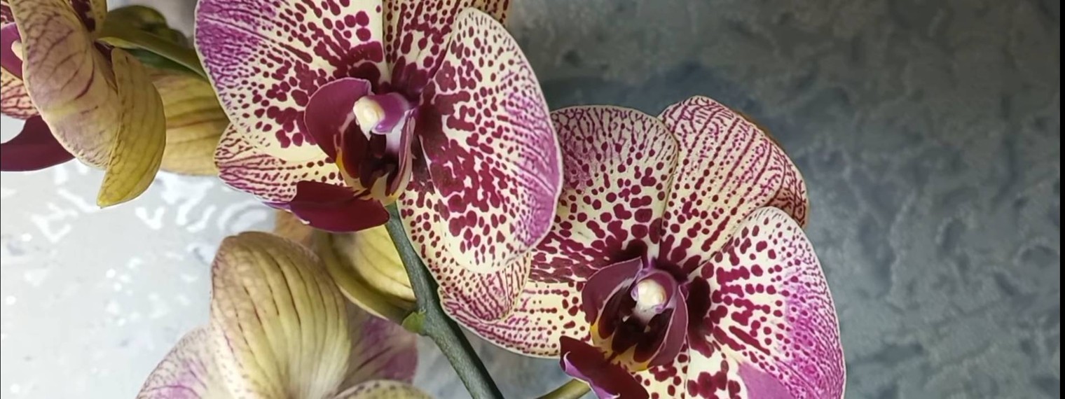 Канал Наталья Успенская