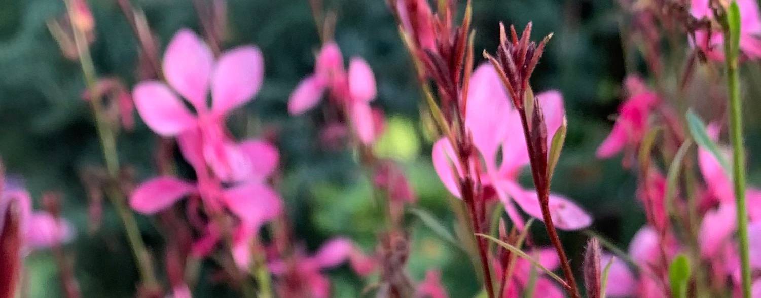 6 соток Андрея Туманова