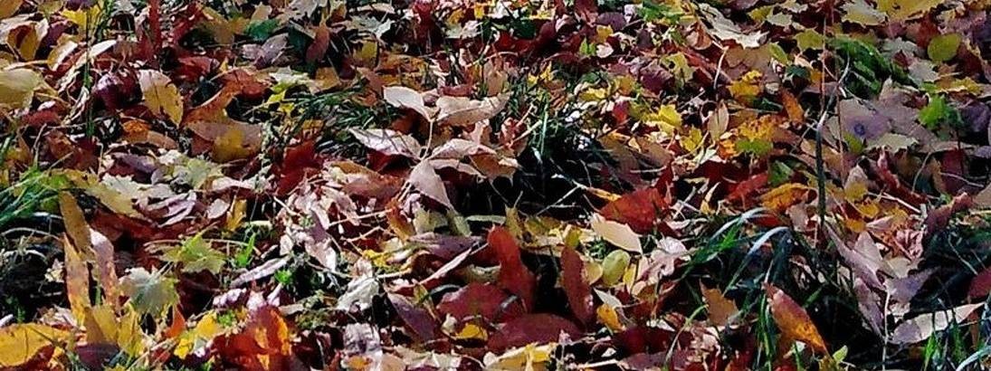 Анатолий Жарский