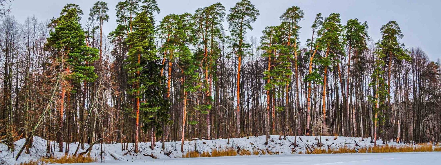 Деревня в Подмосковье