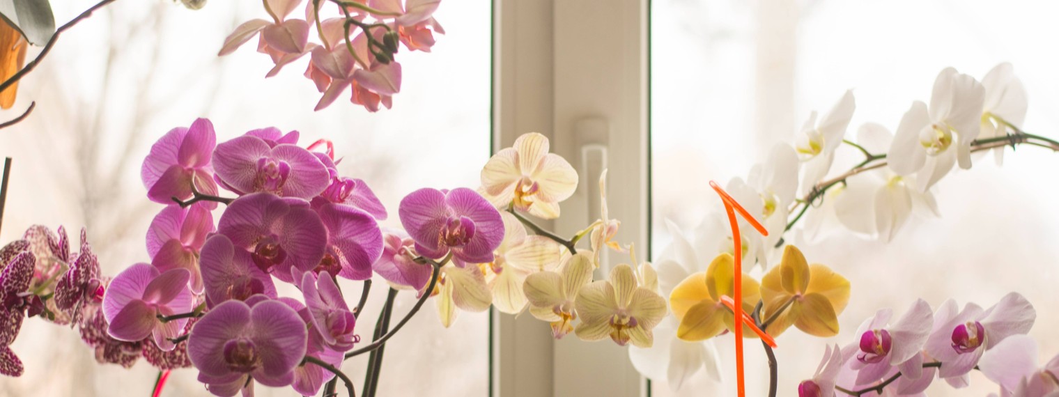 Мои орхидеи и не только