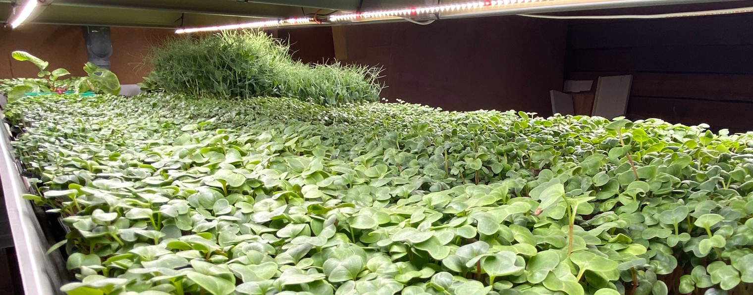 Владимир Свичеревский. Огородкруглыйгод