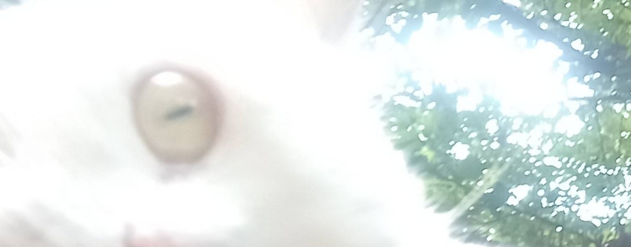 Живой город