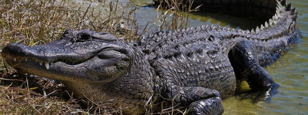 "Крокодил Ставрополья". РКРП(б)-КПСС. Красное ТВ.