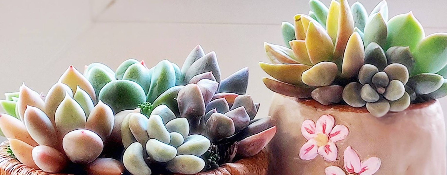 Суккуленты на юге