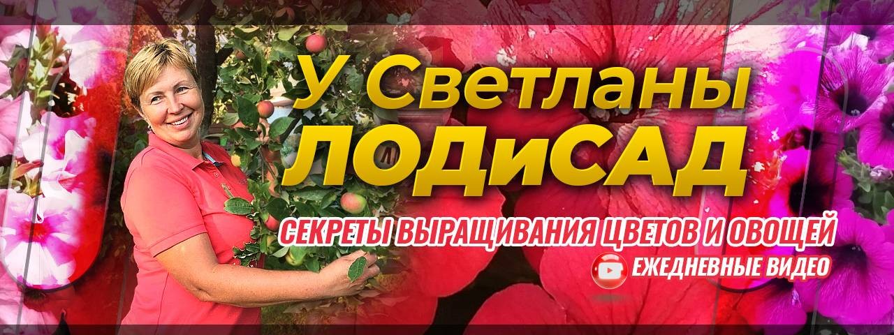 У Светланы ЛОДиСАД