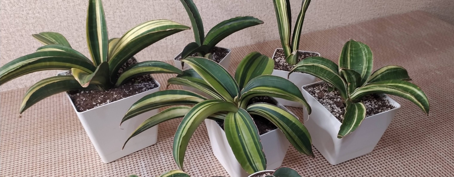 От цветочка До кирпичика