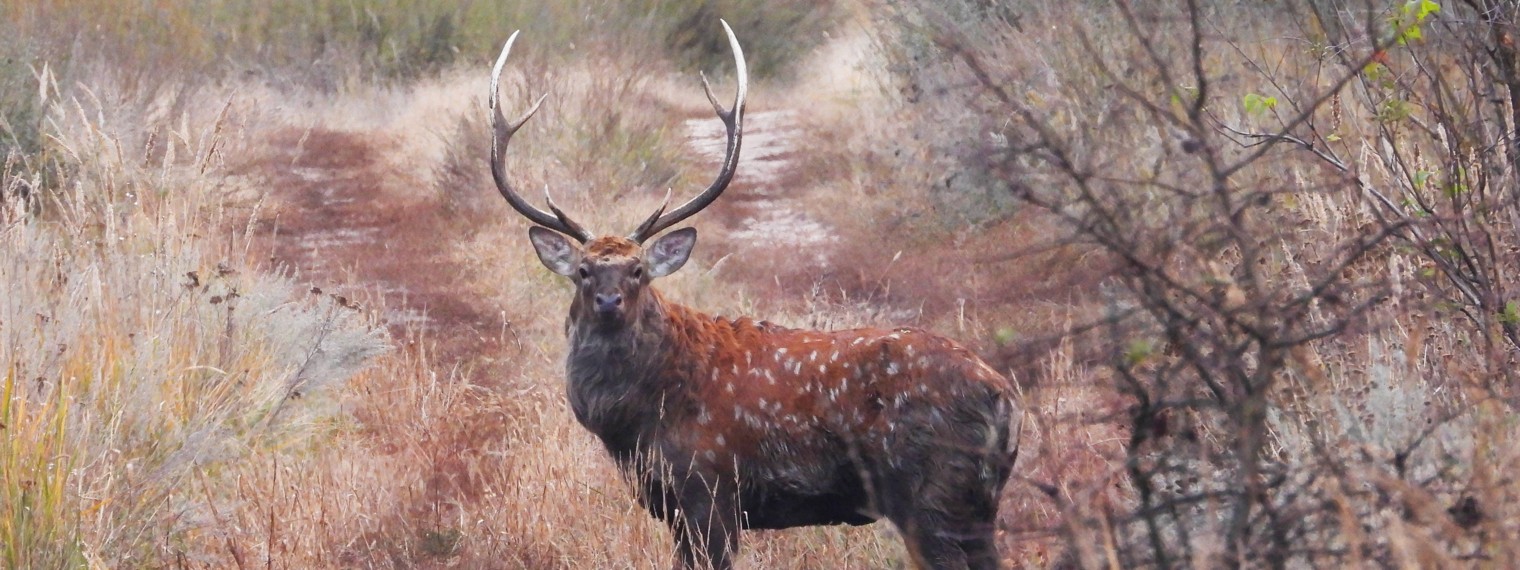 Дикая природа Прихопёрья