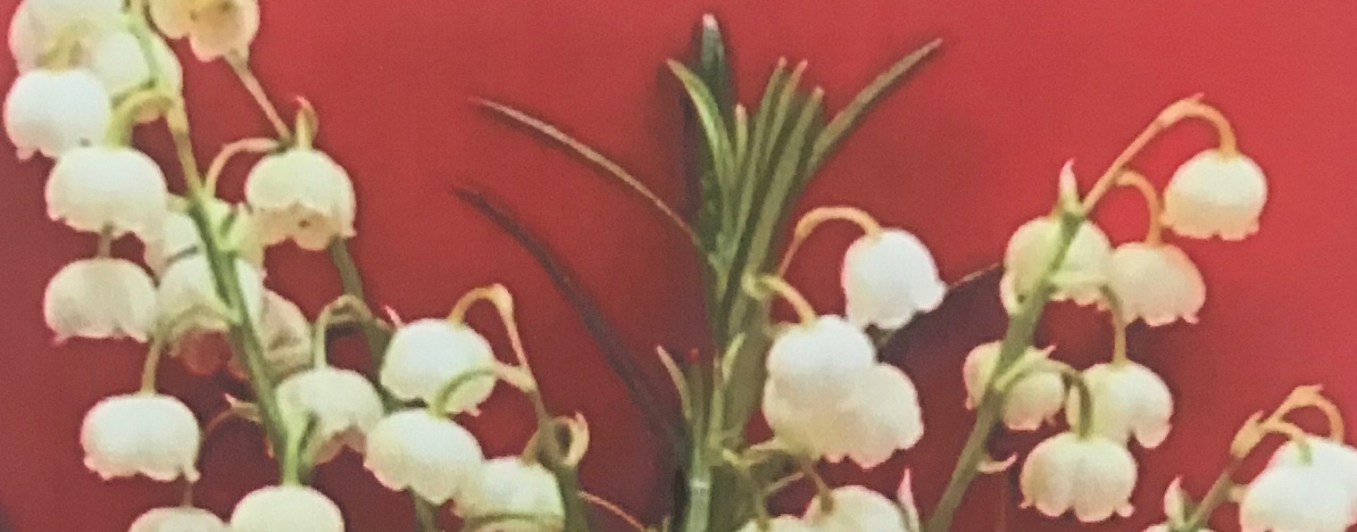 Studio SiYana Doresh