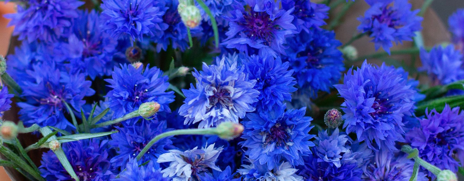 Цветочный Фермер