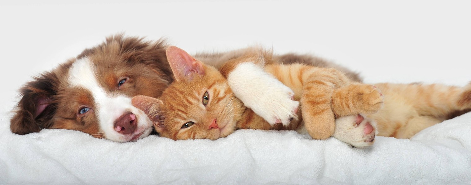 Кошки такие кошки