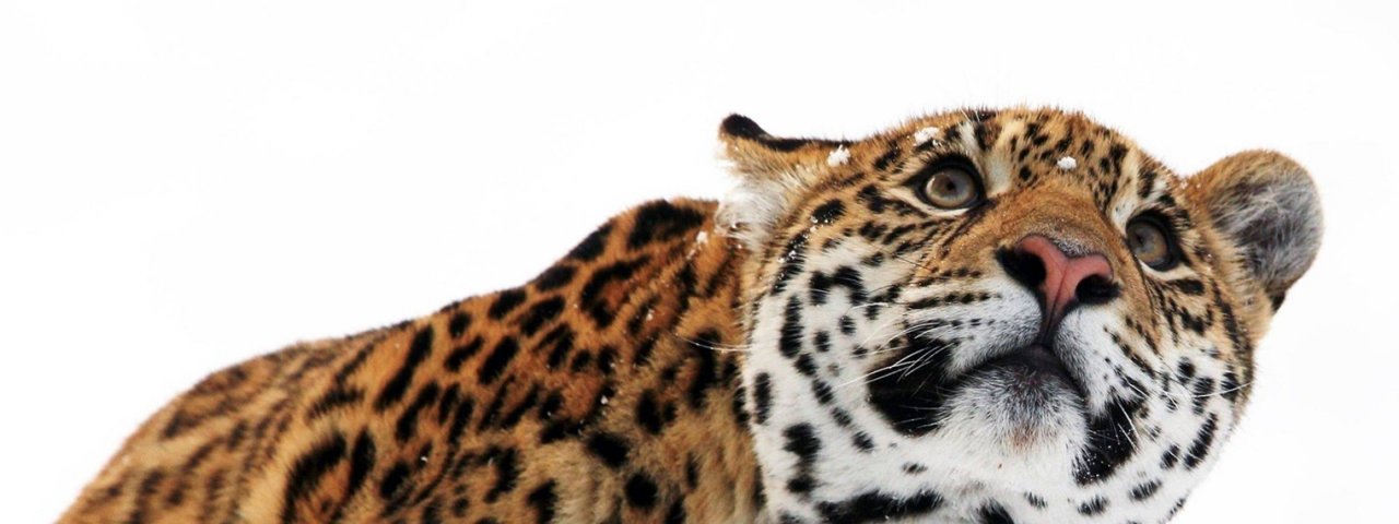 Zoo - Животные Планеты Земля