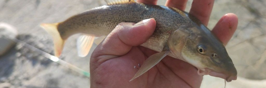 РЕЧНОЙ РЫБАК