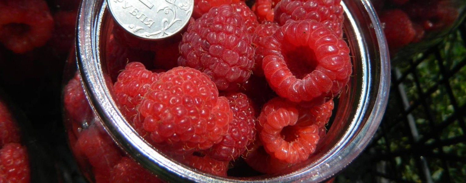 ЯГОДА ТАМАНИ