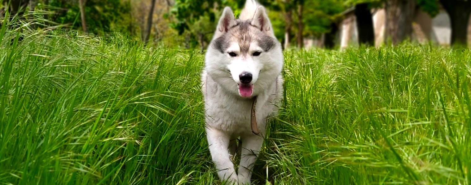 Коржов влог