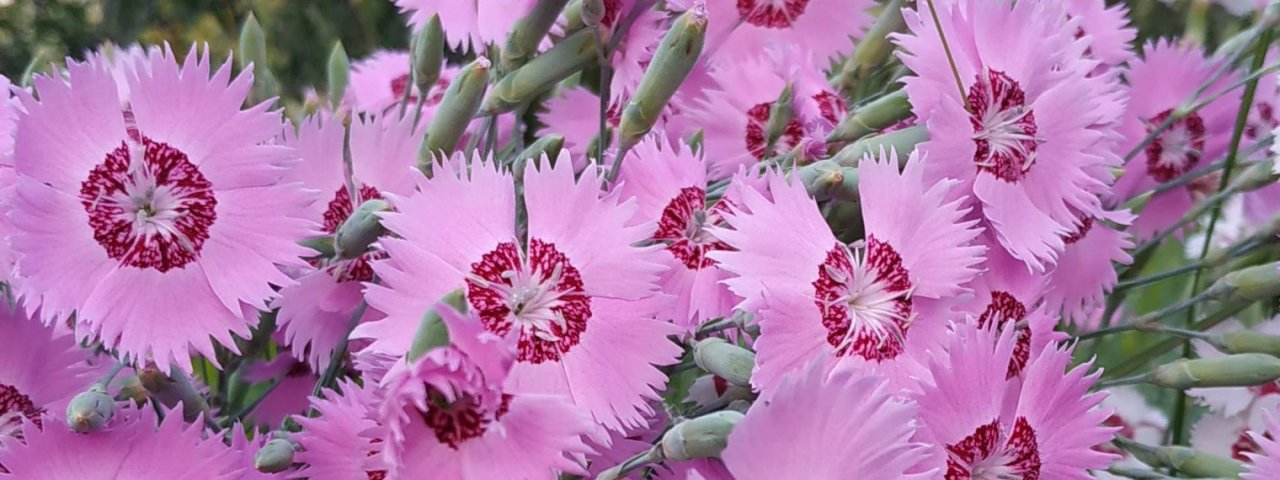 Волжский сад