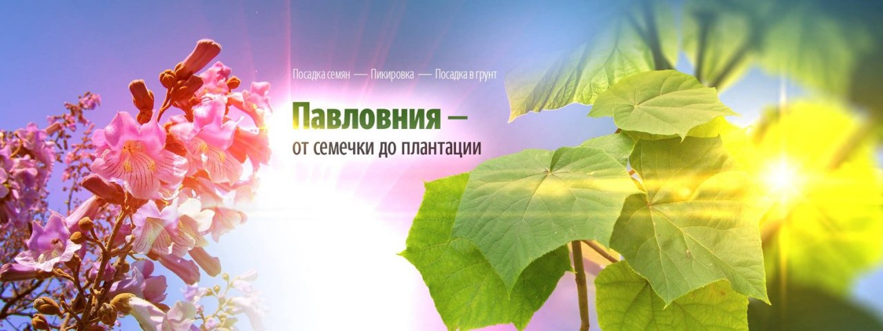 Павловния - от семечки до плантации