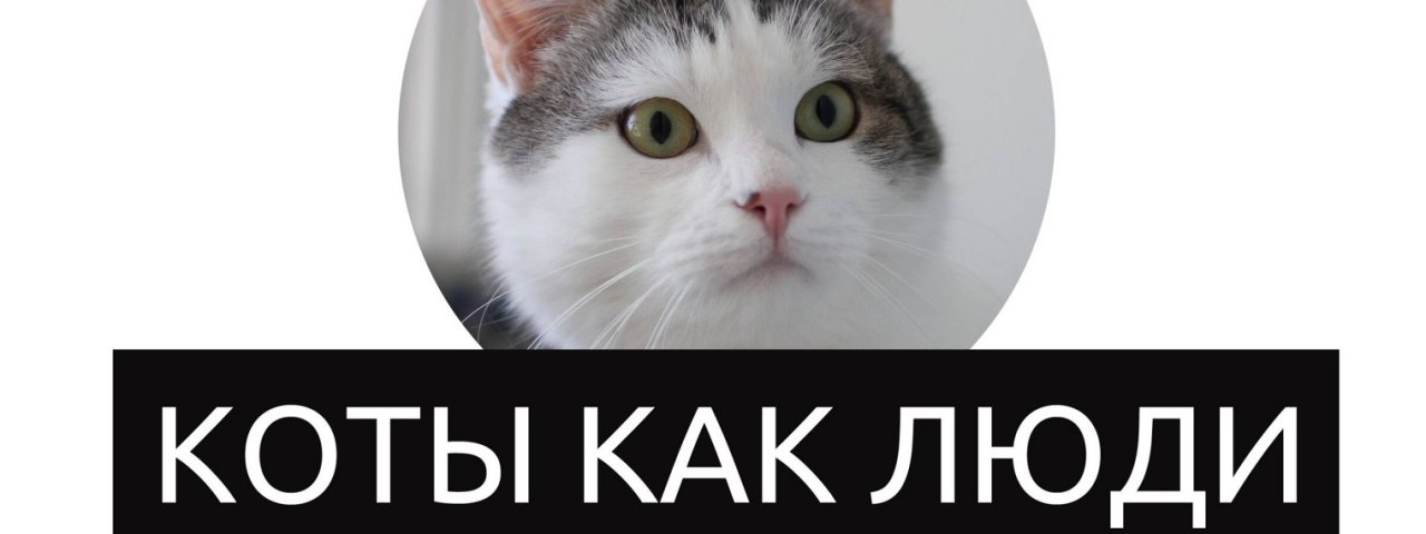 Коты как люди