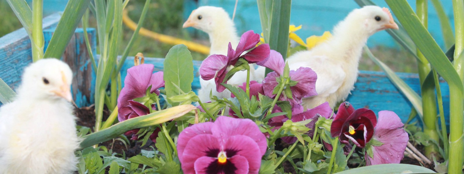 Дед ЧТП - РУССКОЕ ХОЗЯЙСТВО.