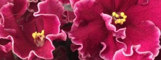 ФФ Цветочный домик