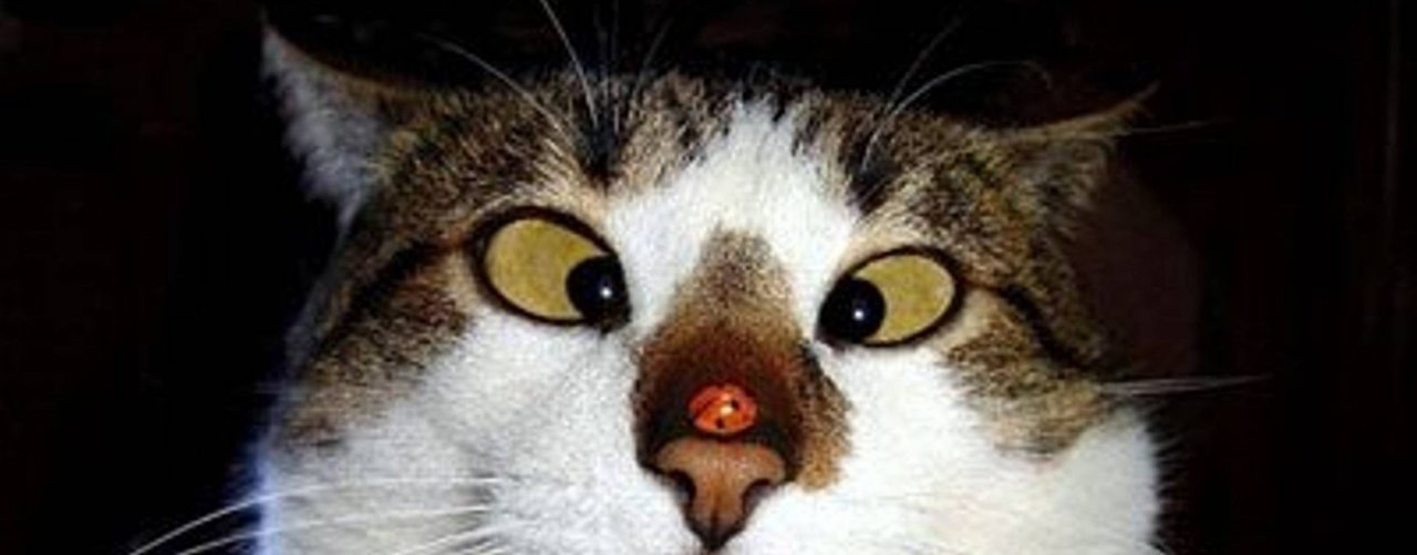 Прикольные Смешные Животные