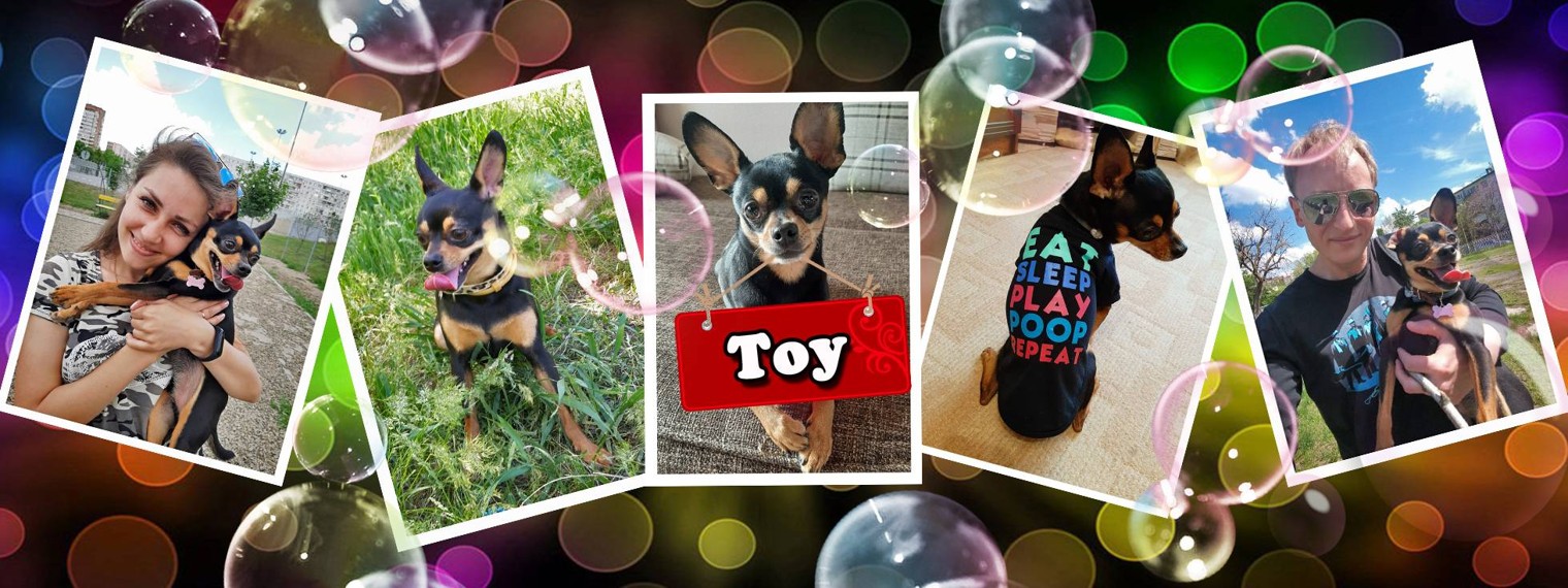 Той / Жизнь маленькой собачки