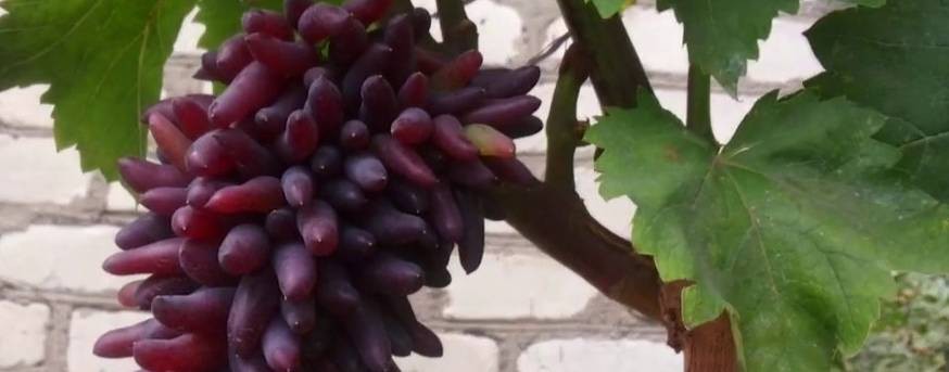 Виноградный сад