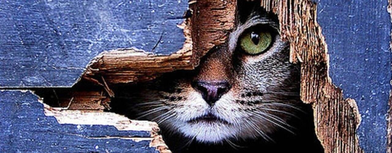 Четвероногие звёзды