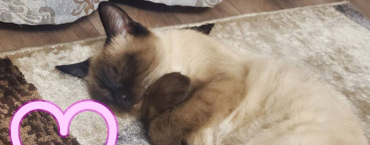 Смешные животные