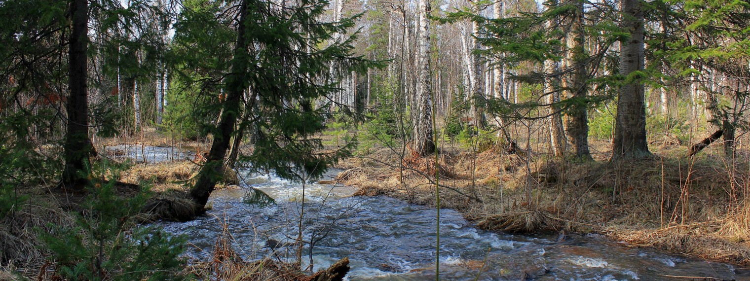 ВАСИЛИЙ МОЛОДЫХ