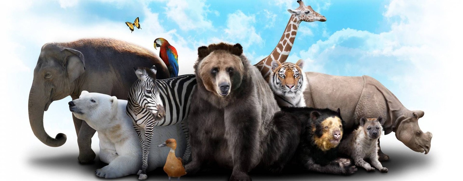 Приколы про животных и людей