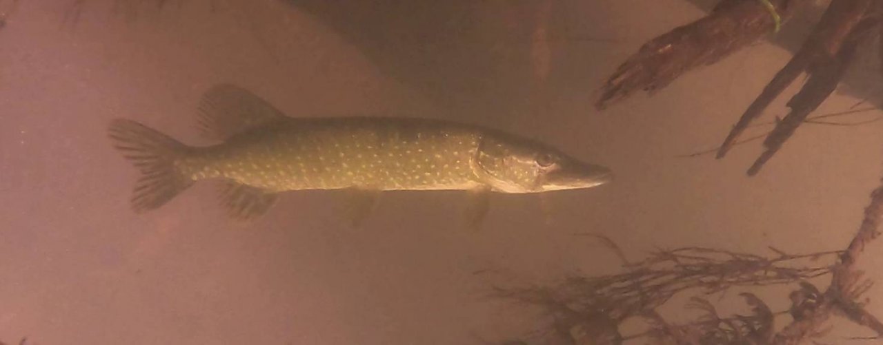 Деревенская рыбалка 34