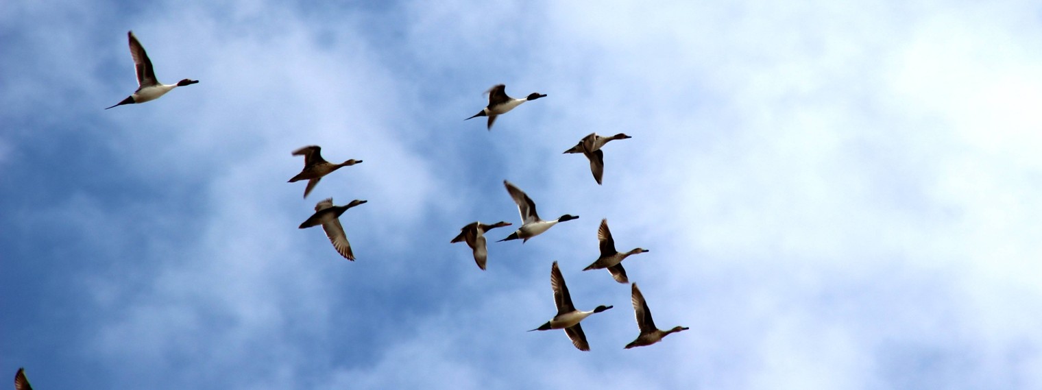 СИБИРСКИЙ ПИЛИГРИМ