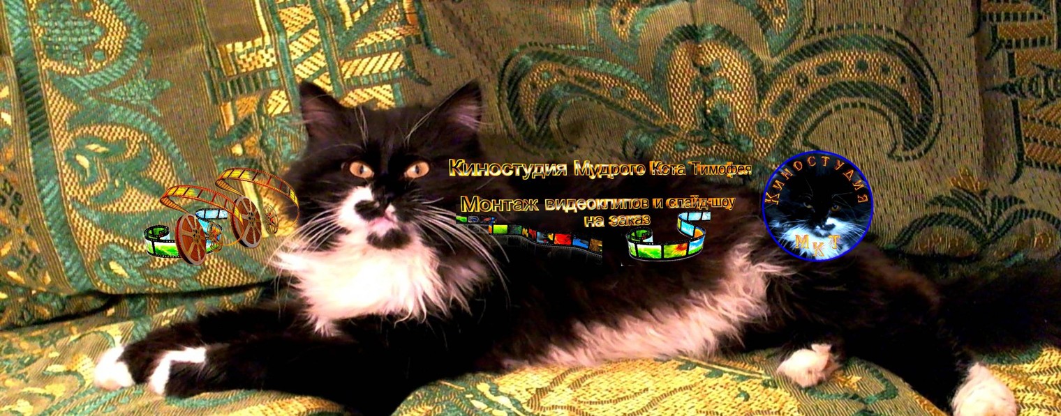 Киностудия Мудрого Кота Тимофея