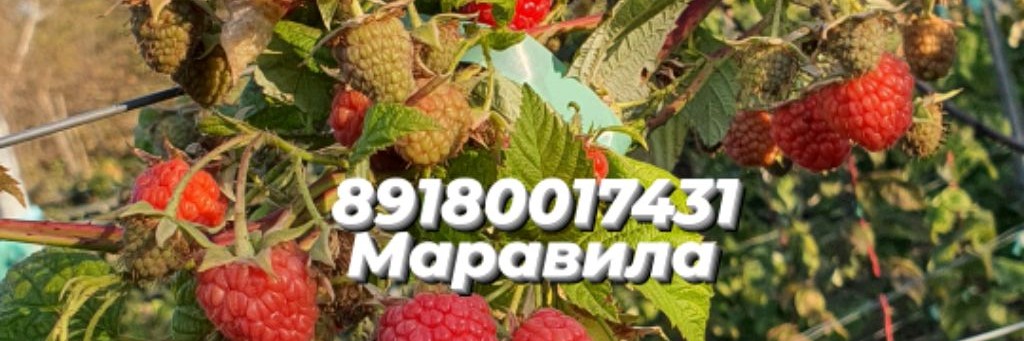 Малина , Ежевика , Голубика ,Смородина ,Саженцы.