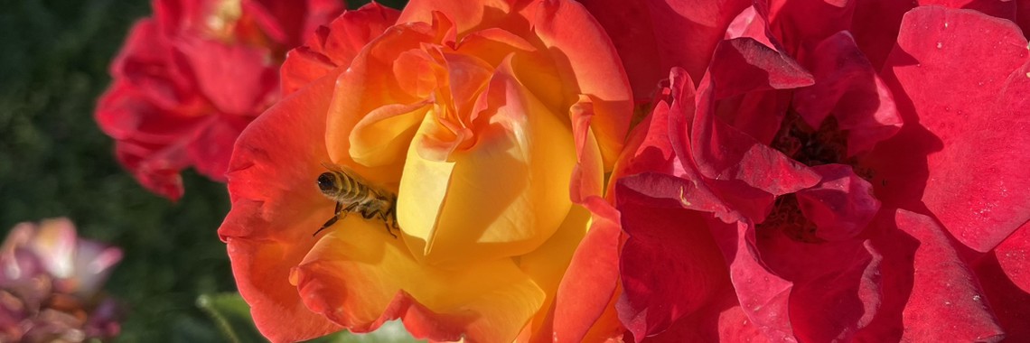 Татьяна Овчаренко/ Сад цветов