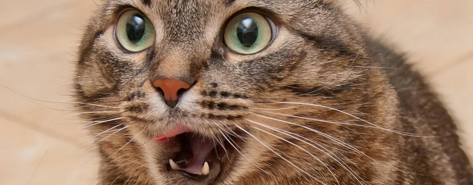 Смешные хвосты