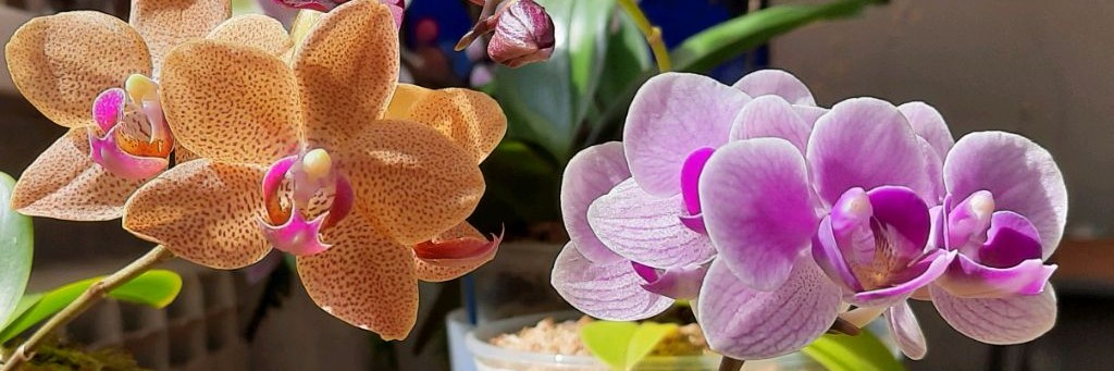 Татьяна Восток