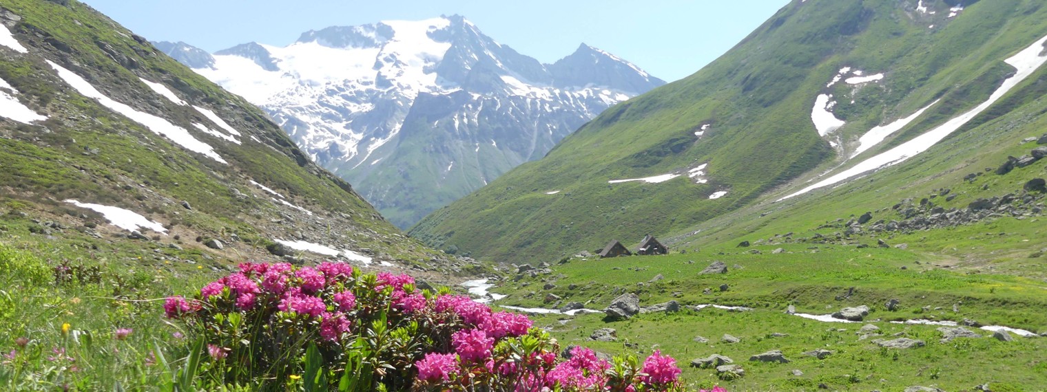 СЕЛЯВИ - ЖИЗНЬ ВО ФРАНЦИИ